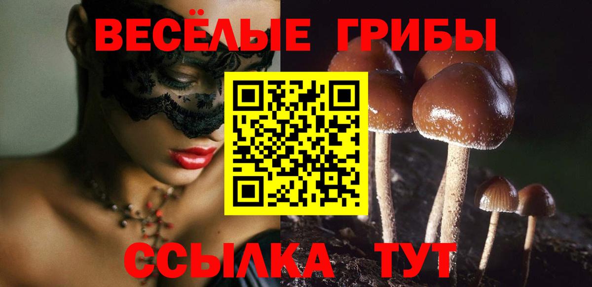 Псилоцибиновые грибы Psilocybe Ачхой-Мартан